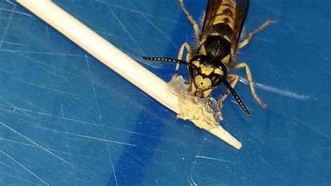 a wasp eating honey : r/insects