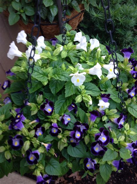 Torenia pot | Moon garden, Garden, Plants