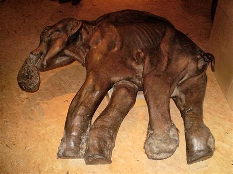 Mammoth Mummy found in siberia about 40,000 years old | Ancient history ...