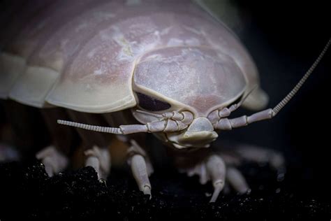 Giant isopod | Animals | Monterey Bay Aquarium