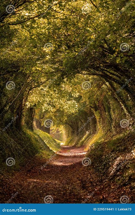 Light at the End of the Tunnel. Halnaker Tree Tunnel in Autumn, in West Sussex UK with Sunlight ...