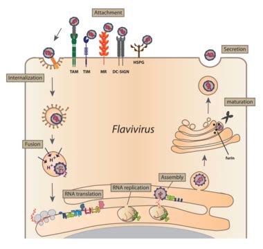 Dengue Replication Cycle