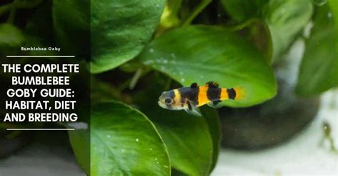 Bumblebee Goby: Tank Mates, Care, Diet, and Breeding