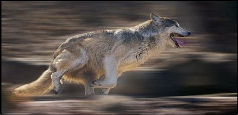 White Wolf : The Wolf Dance