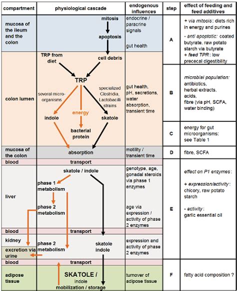 Cascade of physiological events leading to skatole formation, further ...