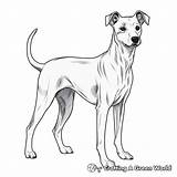 Greyhound Coloring Pages  Free & Printable sketch template