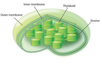 Photosynthesis, Chloroplast | Learn Science at Scitable