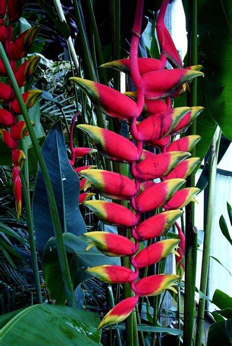 Lobster Claw" plant Free Photo Download | FreeImages