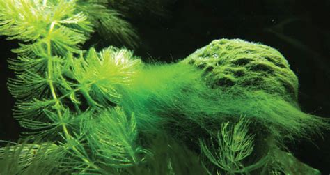 Algae In Aquarium – Prevention And Treatment - Creature Companions ...