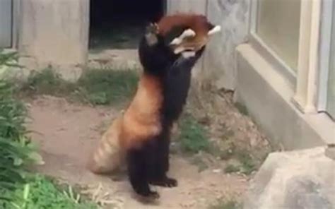 Red Panda Vs. The Rock Is The Cutest Animal Moment We Have Seen In A While - onedio.co