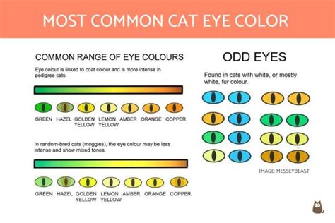 how to determine a kittens age kitten lady - housecat coat colors and ...