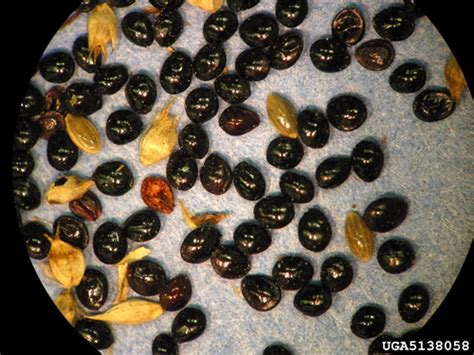 Redroot Pigweed (Amaranthus retroflexus), Smooth Pigweed (A. hybridus ...