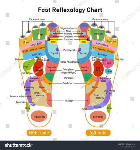 Acupressure Points Pressure Chart For The Feet | ubicaciondepersonas ...