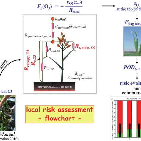 Flowchart for a local O 3 risk assessment for winter wheat. | Download Scientific Diagram