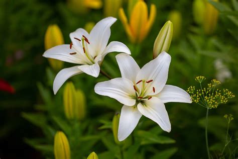 10 Examples of flowering plants - The Gardeners World