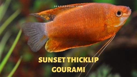 Sunset Thicklip Gourami - Profile | Care | Male or Female - SeaFish