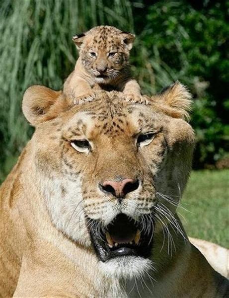 Liger Hercules Siblings and Brothers | Big animals, Animals, Big cats