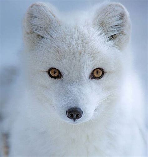 Arctic Animals, Arctic Fox, Animals And Pets, Baby Animals, Cute Animals, Beautiful Creatures ...