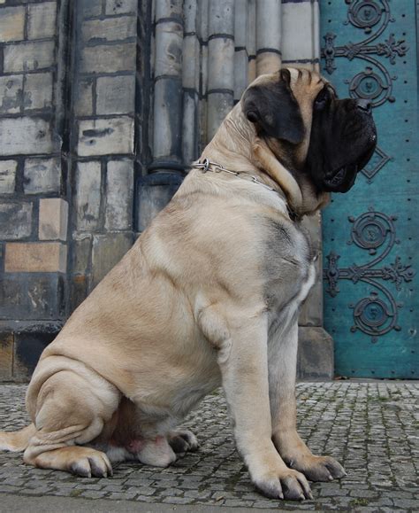 A Mastiff Size Guide - How Big is an English Mastiff? - Mastiff Web