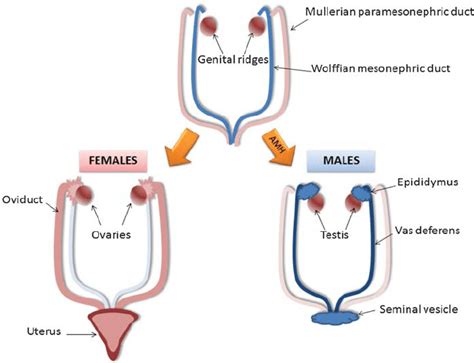 Male vs. Female Development - Charlotte Lozier Institute