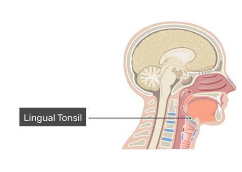 Tonsils of the pharynx: types, location and anatomy | GetBodySmart