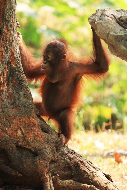 Premium Photo | Baby orangutan hanging on tree