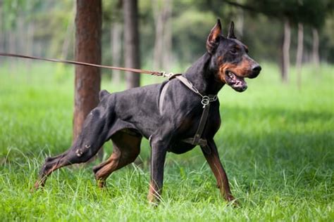 20 Most Aggressive Dog Breeds on the Planet (Based on Studies)