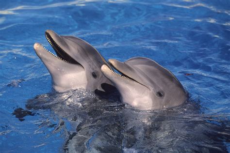 Dolphin Tours - Book It Key West