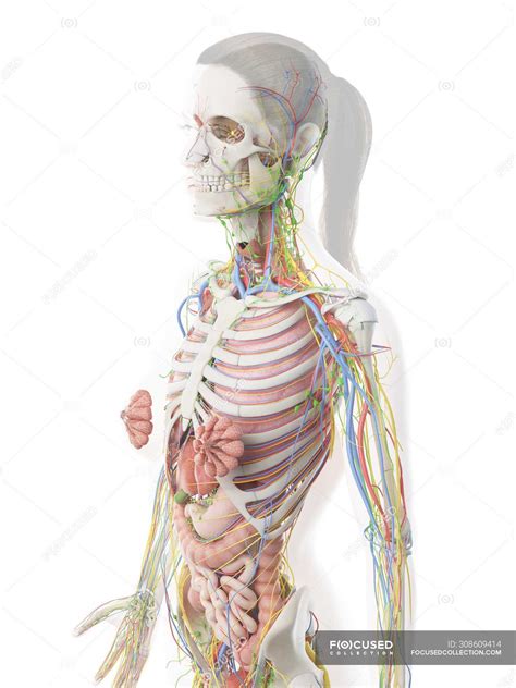 Female Upper Chest Anatomy