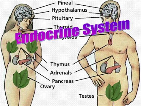 Endocrine System Diagram Unlabeled