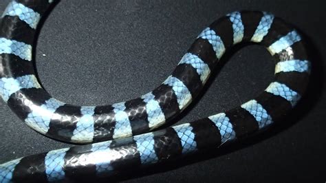 SNAKE DISCOVERY KRAIT! one of the most VENOMOUS SNAKES ASIA -2 STEP ...