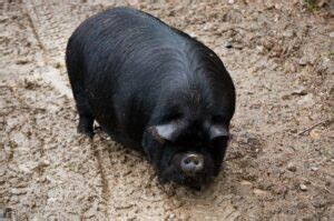 What Is a Gilt Pig? - The Tilth