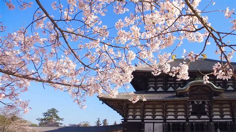 Nara’s Top Cherry Blossom Sites | Nippon.com