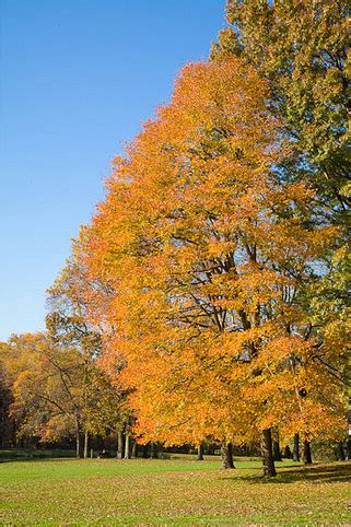 Tupelo Tree Pictures, Detailed Information on Tupelo Trees