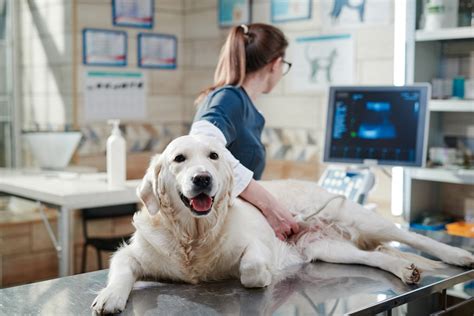 Stomach and Intestinal Ulcers in Dogs | PetMD