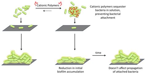 Pseudomonas Aeruginosa Biofilm