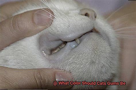 What Color Should Cats Gums Be? - 21Cats.org