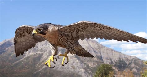 Peregrine Falcon - Grand Canyon National Park (U.S. National Park Service)