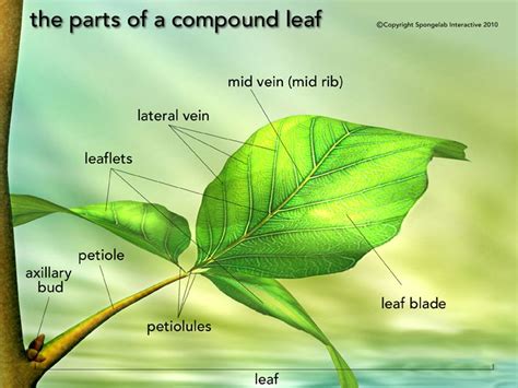 Spongelab | Explore | Leaf structure, Science images, Leaves