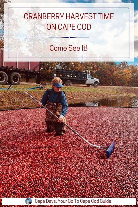 Want to Watch a Cape Cod Cranberry Harvest? Visit a Bog! (2024)