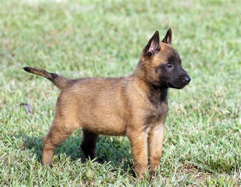 Belgian Malinois Dog on Green Field