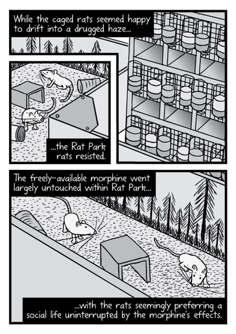 Rat Park drug experiment comic – Stuart McMillen comics