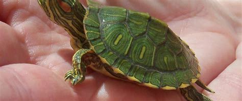 baby turtles for sale online | live baby turtle for sale | online ...