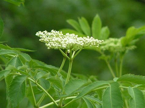 Blue Viola Farm: Locate elderberry bushes now for pie later!