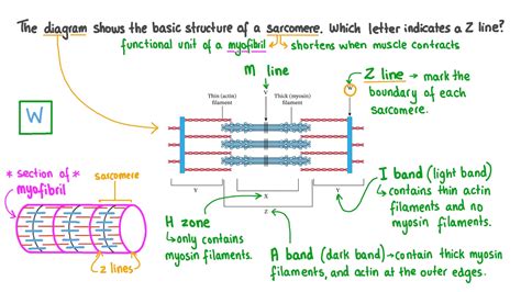 Sarcomere Structure Labeled