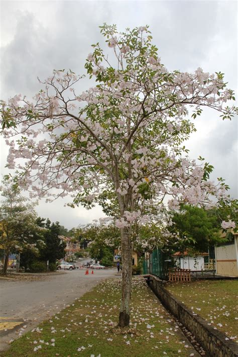 On The Green Side Of Life: Tabebuia Rosea - Almost Like A Cherry ...