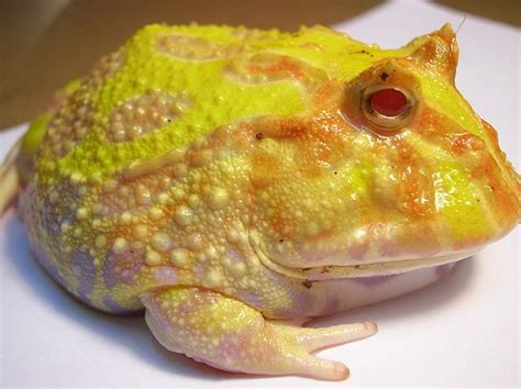 Albino Pacman Frogs for sale at Voraciouse Reptiles | Pacman frog, Frog ...