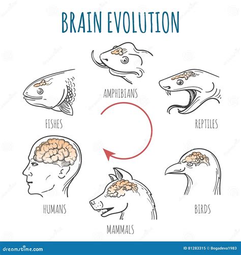 Brain Evolution Illustration Stock Vector - Illustration of bone, development: 81283315