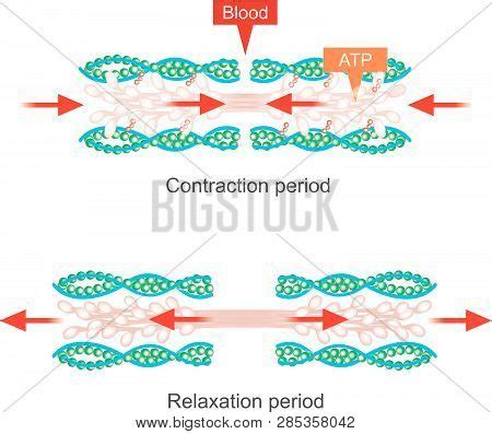 Muscle Contraction Vector & Photo (Free Trial) | Bigstock