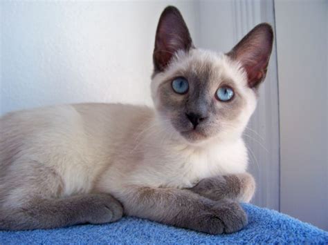 Jystyce, a blue point Siamese kitten. | Abyssinian cats, Cute cats and dogs, Cat lady starter kit